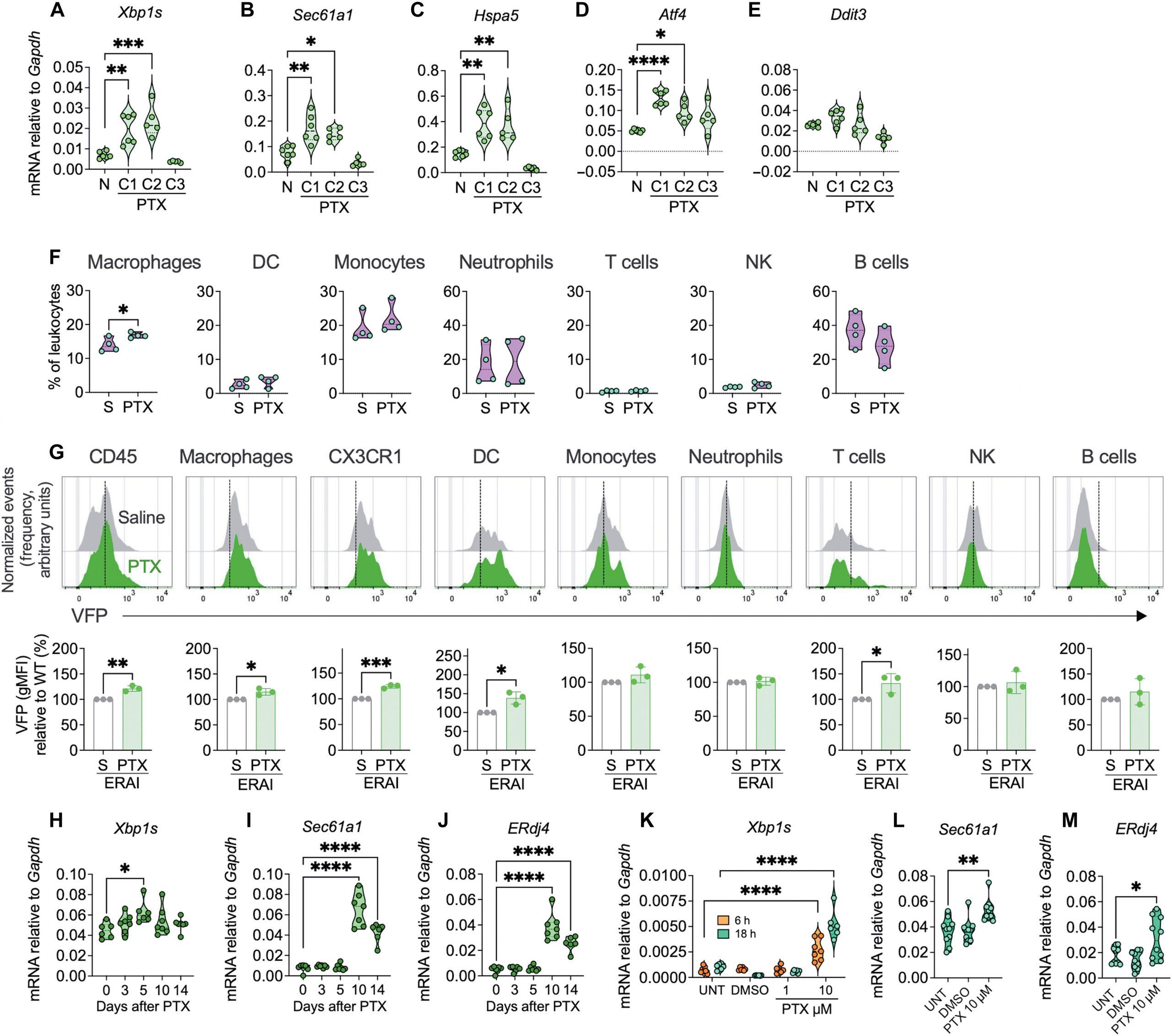 How Chemotherapy Triggers Pain Through the Immune System