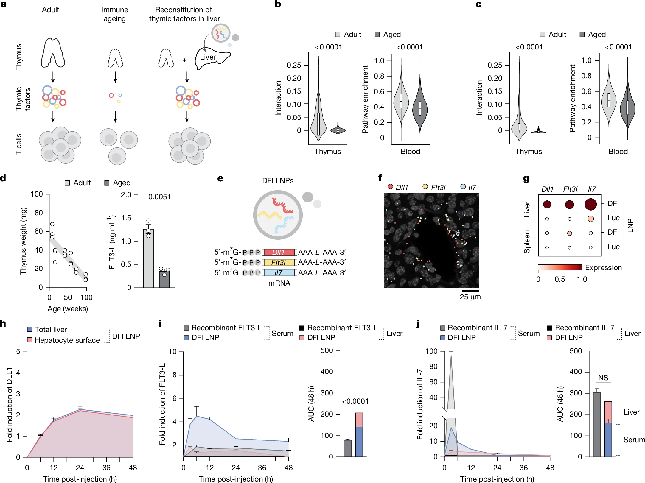 Rejuvenating the Aging Immune System With mRNA
