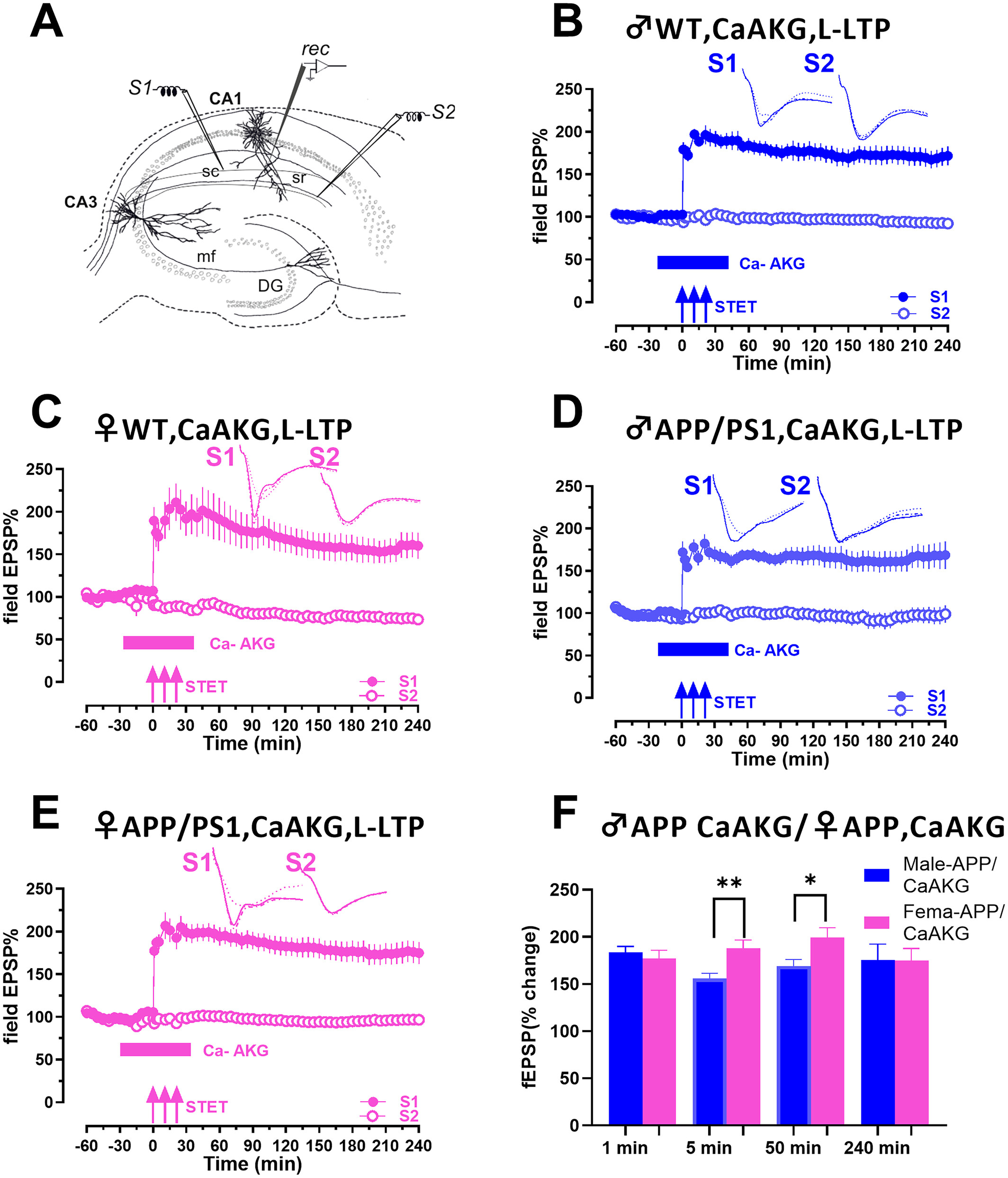 A Longevity Molecule Shows Promise for Protecting Memory in Alzheimer’s Disease