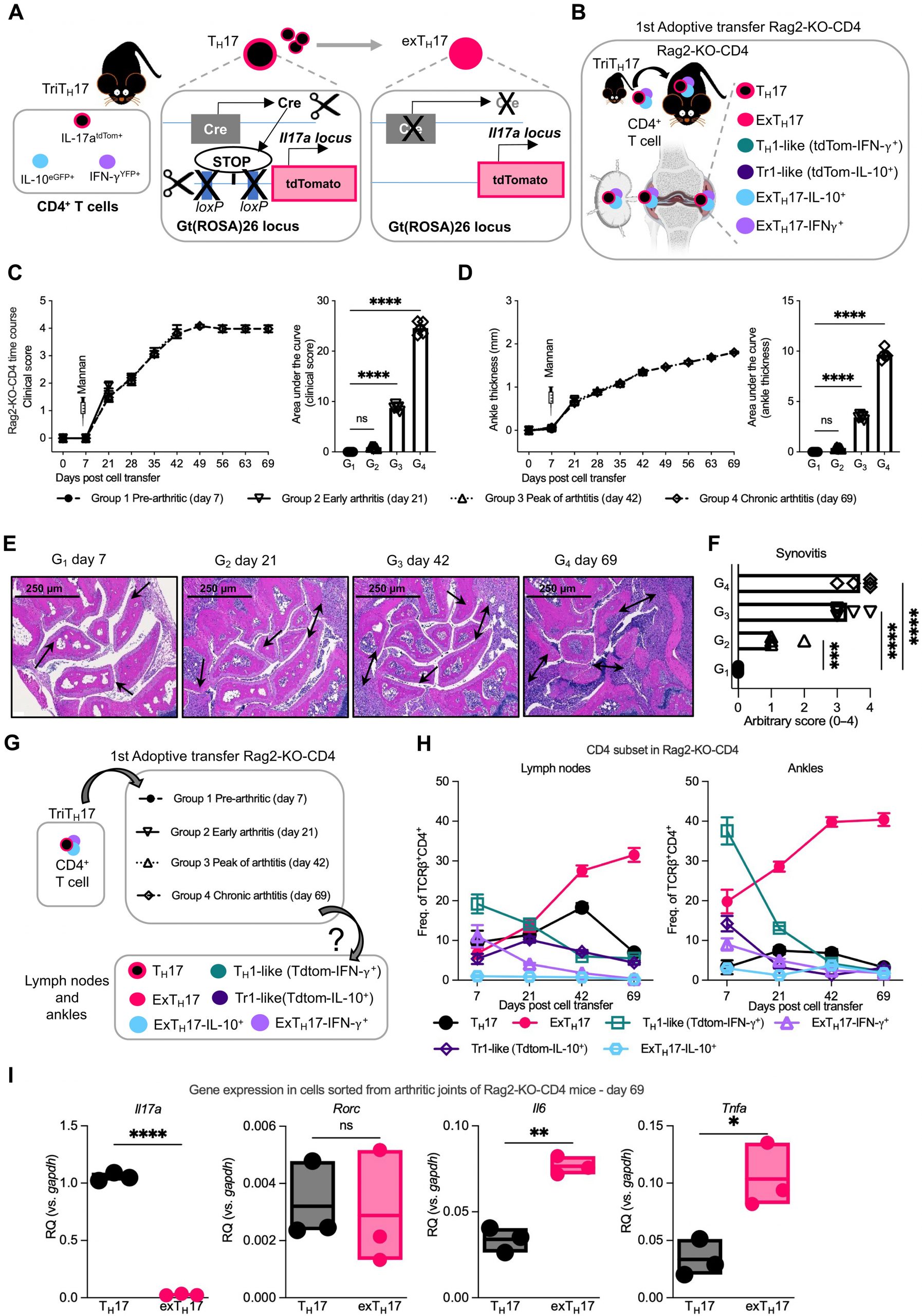 Why Some Arthritis Drugs Stop Working: New Clues From the Joint Itself