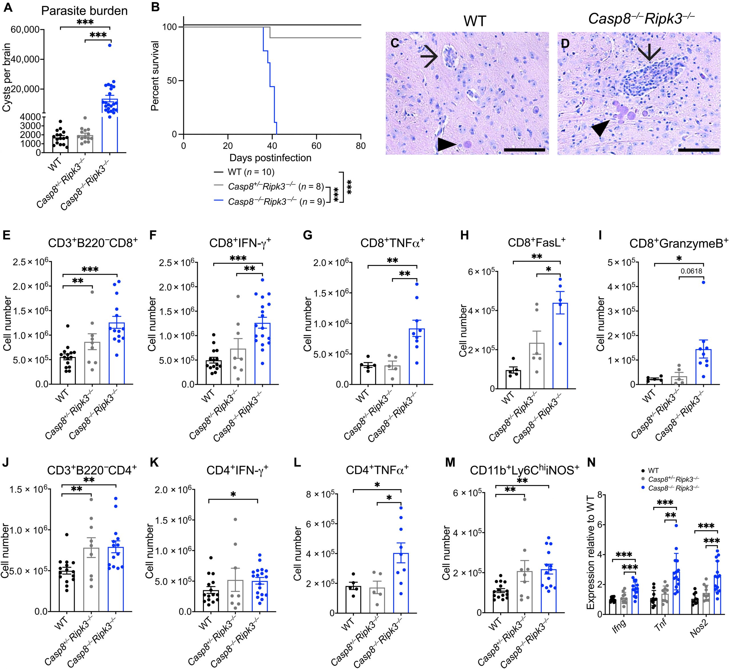 How Immune Cells Use Cell Death Machinery to Fight Brain Infection