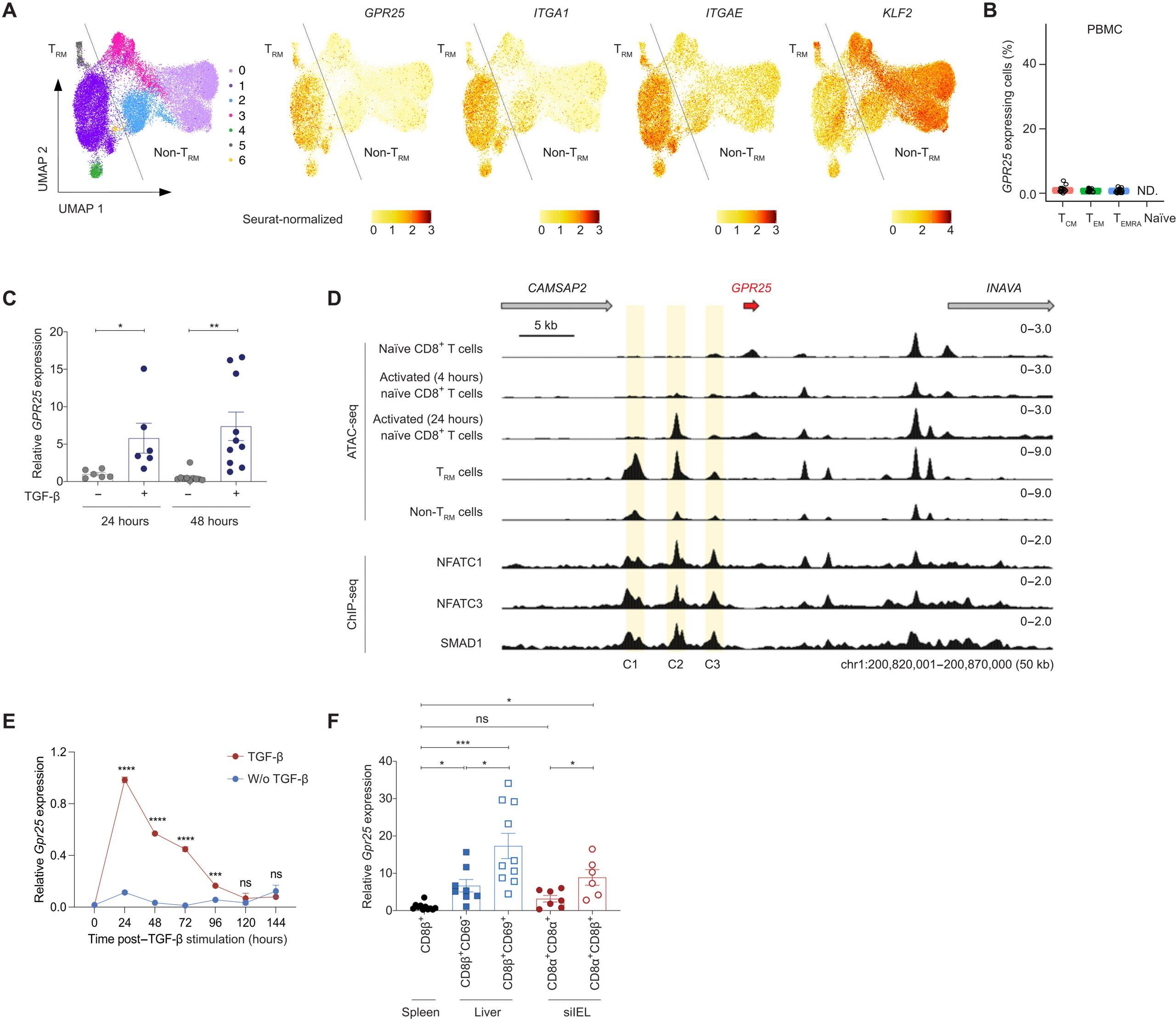 Unlocking the Signal That Builds the Body’s Frontline Defenders