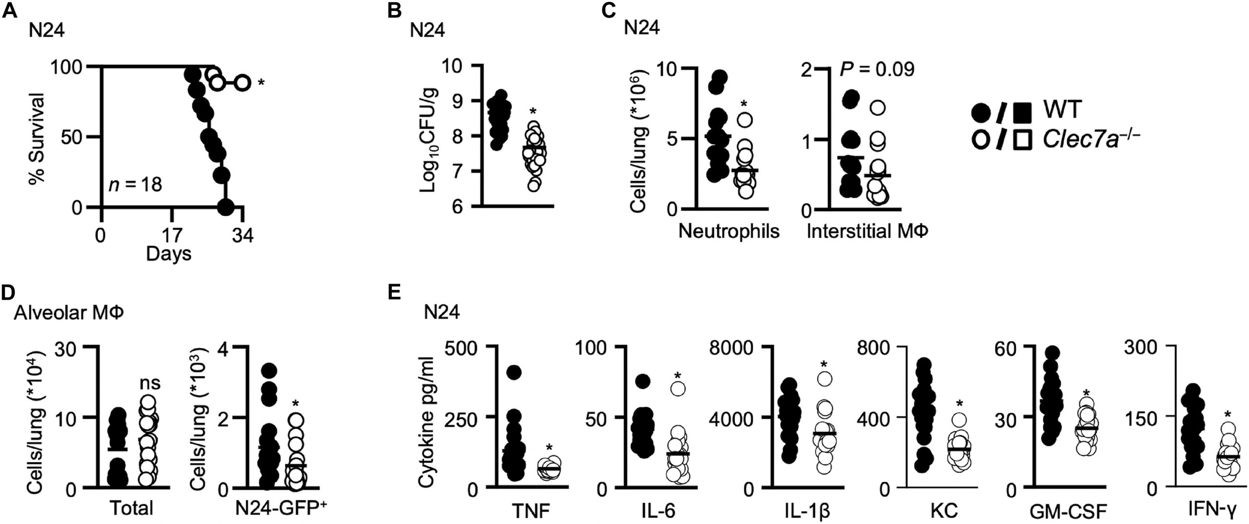 Mycobacteria Exploit an Immune Receptor to Survive Inside Macrophages