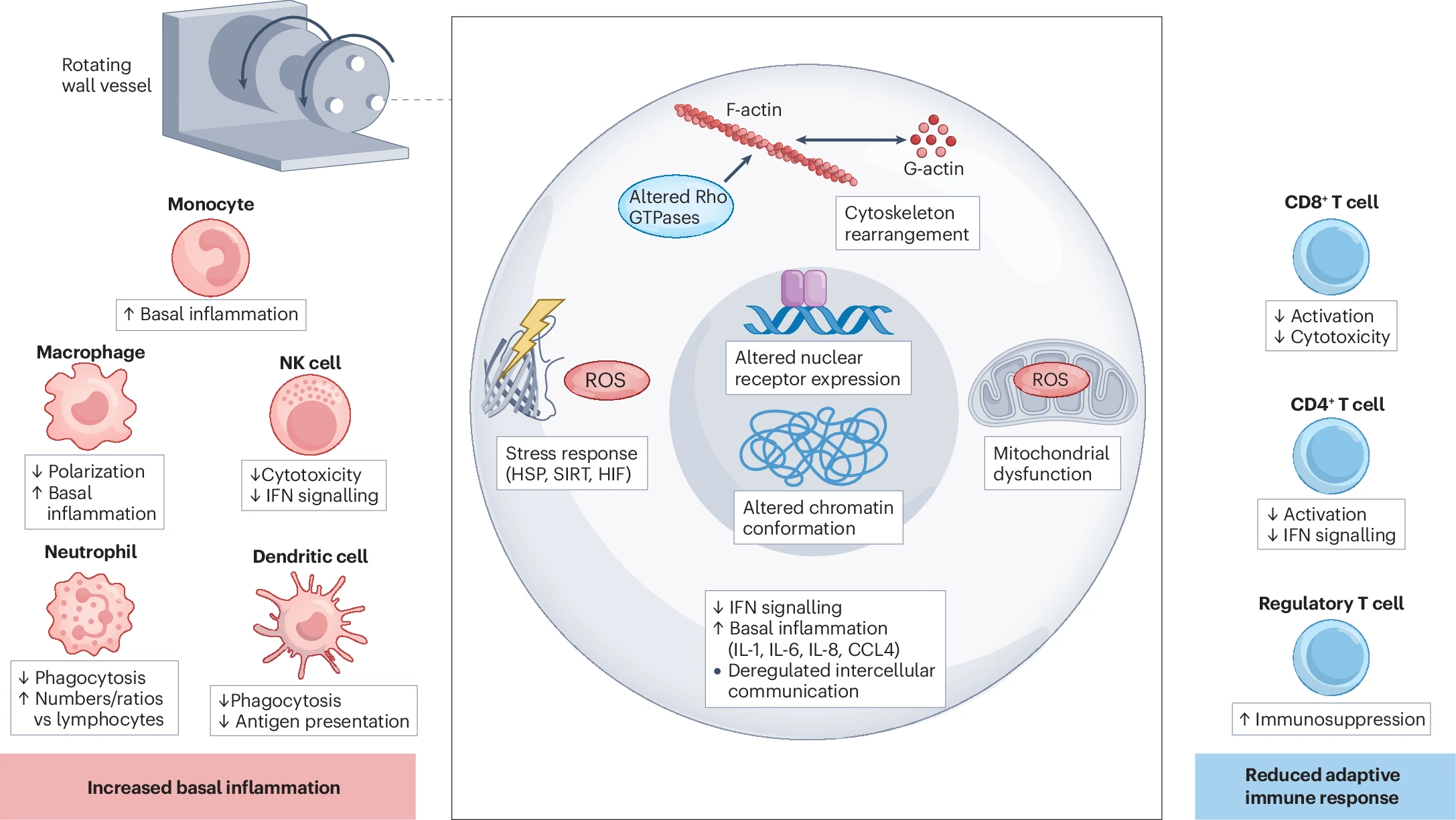 Astroimmunology: Defining a New Frontier in Space and Immune Research