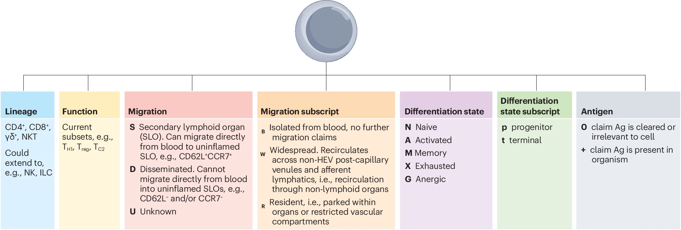 Rethinking T-Cell Names: From Subsets to Modular Biology