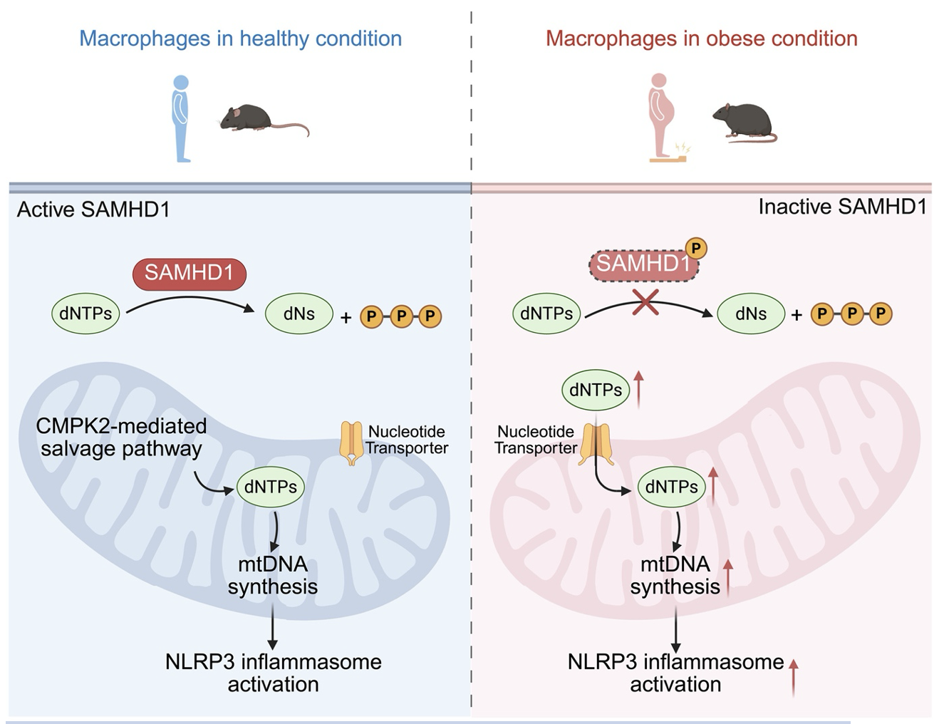 How Obesity Rewires Immune Cell Metabolism to Drive Chronic Inflammation