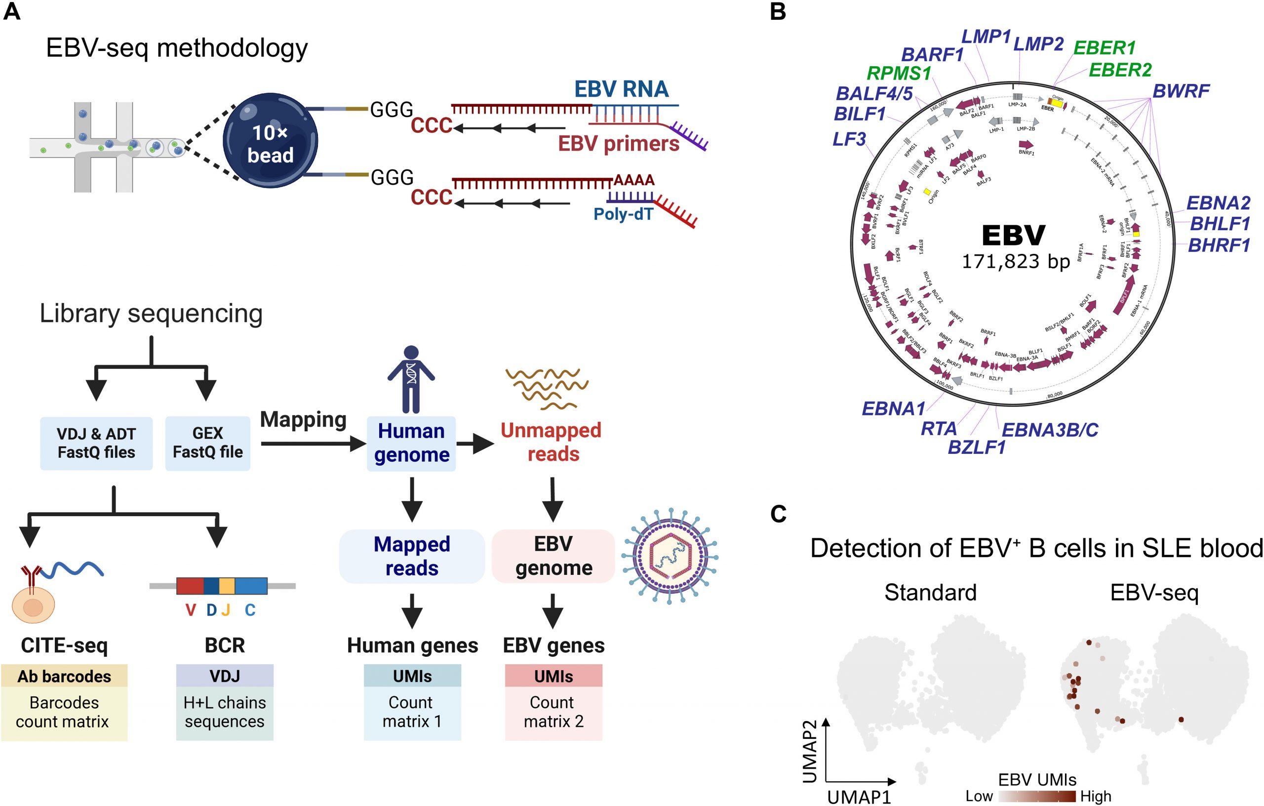 Common Childhood Virus Implicated in Triggering Lupus