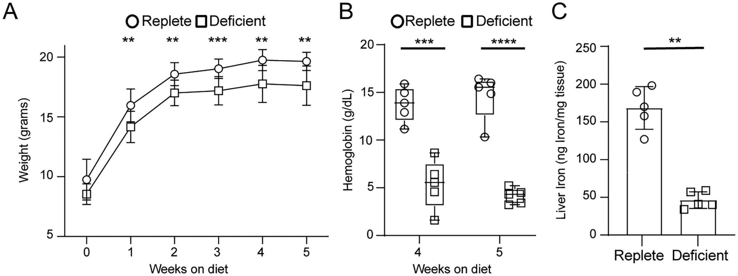 How Low Iron Levels Weaken the Lung’s Immune Defences